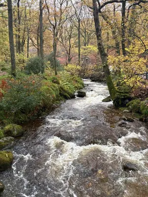 a stream of water with rocks and trees at Cozy Loch Lomond Lodge 27, Rowardennan in Rowardennan