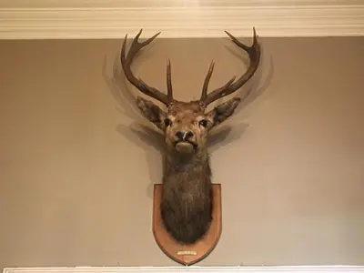 a deer head with antlers on a wall at Stonefield Castle Hotel ‘A Bespoke Hotel’ in Stonefield
