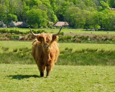 a brown bull standing in a field of grass at Blaeberry Cottage in Killean