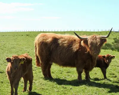 a cow and two calves standing in a field at Blaeberry Cottage in Killean