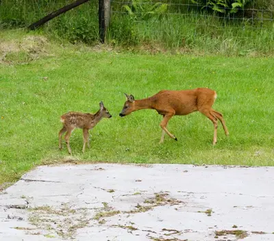 two deer standing in the grass near a road at Highland Haven, Glencoe in Ballachulish