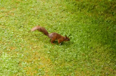 a squirrel walking in the grass in a field at Highland Haven, Glencoe in Ballachulish