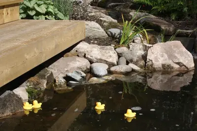 four rubber ducks in a pond with rocks at Balmillig B&B in Helensburgh