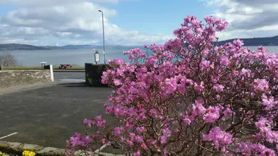 a bush with pink flowers in a parking lot at Douglas Park Guest House in Dunoon