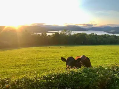 a cow laying in the grass in a field at Bayside - Breathtaking views of the Clyde in Rothesay