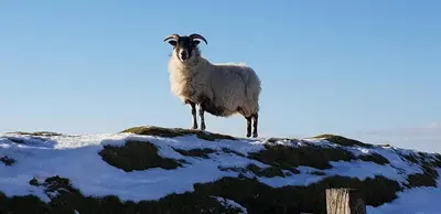 a sheep standing on top of a snow covered mountain at Torr Lodge- luxury log cabin with private hot tub! in Ballycastle