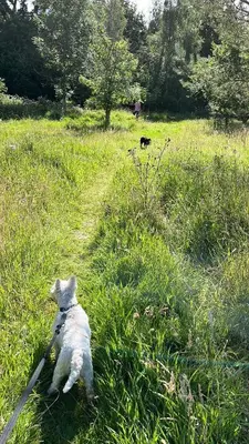 a white dog sitting in the grass in a field at Loch Lomond Apartment in Alexandria