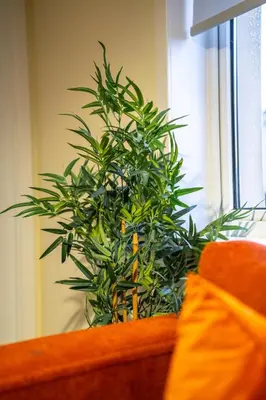 a green plant sitting on top of a couch at Livi House in Livingston