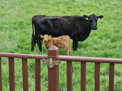 a black cow and a baby calf standing in a field at Honeycomb Lodge in Dollar