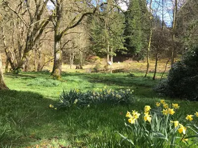 a field with yellow flowers in the grass at Beautiful Award-Winning Rural Home in Dolphinton