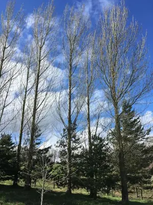 a group of trees in a field with a cloudy sky at Beautiful Award-Winning Rural Home in Dolphinton