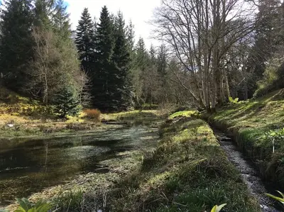 a stream in the middle of a field with trees at Beautiful Award-Winning Rural Home in Dolphinton