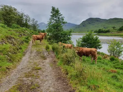 a group of cows standing on the side of a dirt road at Clovullin Croftview Pod in Ardgour