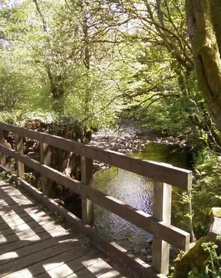 a wooden bridge over a river next to a forest at Dingieshowe Cottage in Lennoxtown