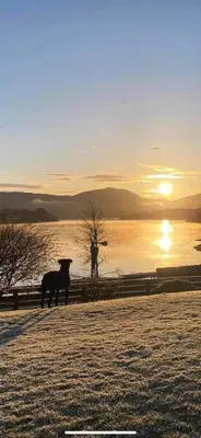 a dog standing in a field with the sunset in the background at Loch View Luxury Pod in Connel