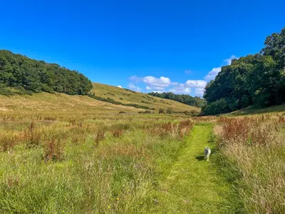 a dog walking down a trail in a field at Stable Cottage, Gartocharn, Loch Lomond in Alexandria