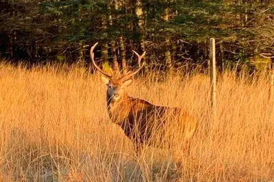 a deer standing in a field of tall grass at West Highland Snug in Kinlochleven
