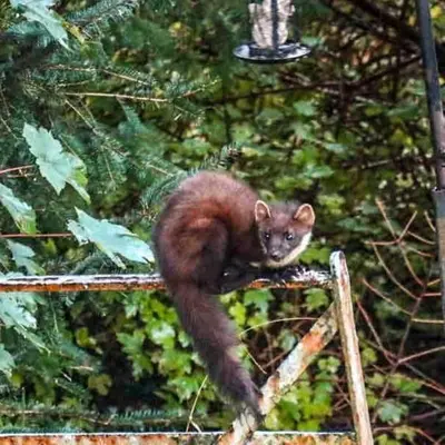 a brown squirrel sitting on top of a fence at Scottish Highland Cottage Tyndrum Upper Station in Crianlarich