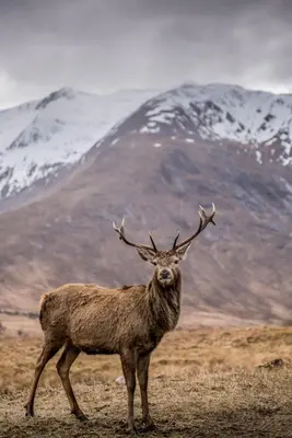a deer with antlers standing in front of a mountain at Forest Corner Luxury Home with Hot Tub in North Ballachulish