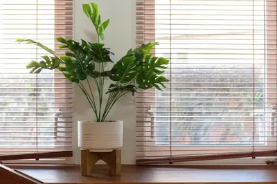a plant in a white vase in a room with windows at Cromwell Corner - Donnini Apartments in Ayr
