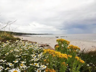 a field of flowers next to the beach at 2 Bed in Lochgilphead AG577 in Kilmartin