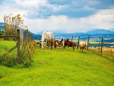 a group of horses grazing in a field at 1 Bed in Dunning oc-ca333 in Dunning