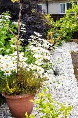 a garden with white flowers in a pot at Linburn Cottage Dunfermline near Edinburgh in Dunfermline