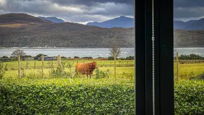 a cow standing in a field next to a fence at Croft 11 Clovullin in Ardgour