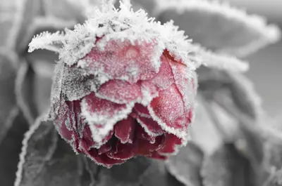 a red flower covered in snow at Ewich House B&B in Crianlarich