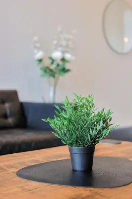 a potted plant sitting on top of a table at Campbell Street Apartments in Oban