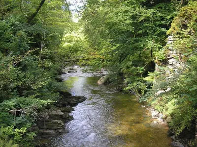 a river in the middle of a forest at Butlers Quarters Apartment in Cairndow