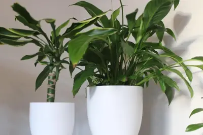 two white vases with green plants in them at Amazing 2-Bed Home w/ Private Garden Free Parking in Cardonald