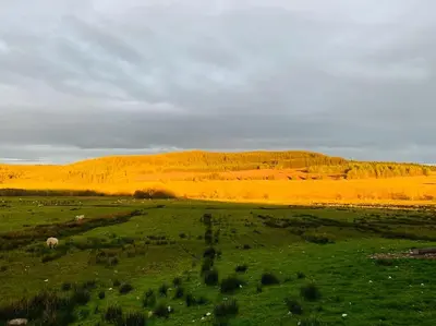 a green field with animals in a field with hills at The Pod Over By in Kilmichael Glassary