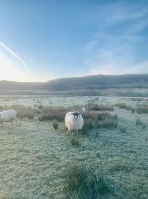a group of sheep standing in a field at The Pod Over By in Kilmichael Glassary