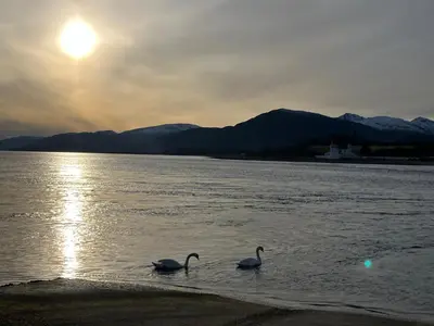 three swans swimming in the water at sunset at Fuaim Na Mara, The Sound Of The Sea. in Fort William
