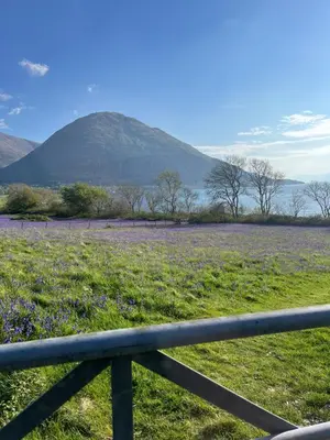 a field of purple flowers with a mountain in the background at View of the Mountain in North Ballachulish