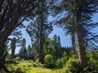 a group of trees in a field of grass at The Ardennes 66 in Dunoon