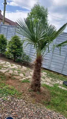 a palm tree in a yard next to a fence at Mini hotel with home facilities in Hamilton West in High Blantyre