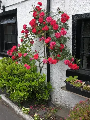 a bunch of red geraniums hanging from a building at Lion and Unicorn Hotel in Thornhill