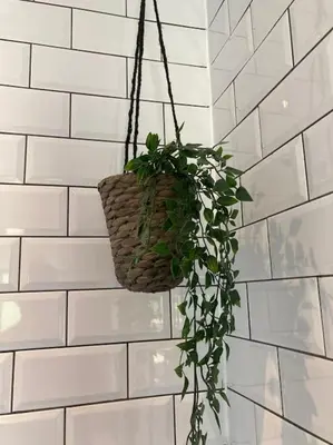 a plant in a hanging basket on a brick wall at Rustic Top Floor West End Pad With Balcony, Parking next to Byers Road, Aston Lane, Glasgow Uni in Glasgow