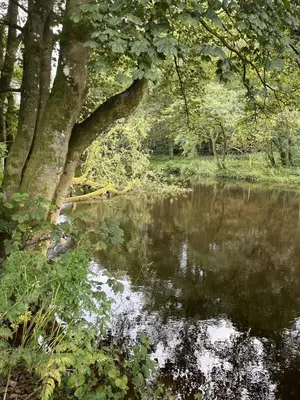 a body of water with a tree and trees at Riverbank Lodge in Dollar