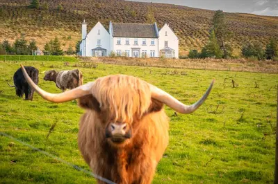 a cow with long horns standing in a field at Alexander House 24 - Self Catering in Auchterarder