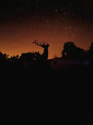 a deer standing under a starry sky at night at Newton Stewart - Lodge - Sleeps 4 - Garden in Bargrennan