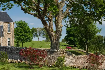 a tree in a stone wall next to a house at Milton House in Buchanty