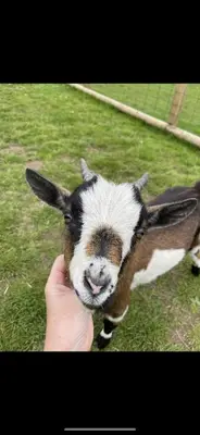 a person holding a small goat in a field at Millburn Mini Farm in Kilwinning