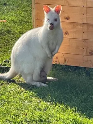 a white cat is sitting in the grass at Millburn Mini Farm in Kilwinning