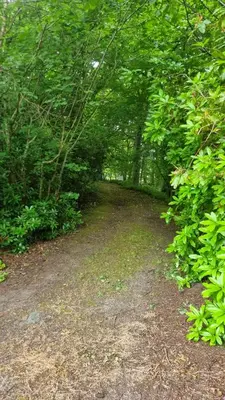 a dirt road in a forest with trees at Lady Farm - Bargany in Girvan