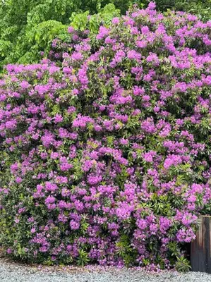 a bunch of pink flowers in a bush at Stylish House with hot tub in Dalry