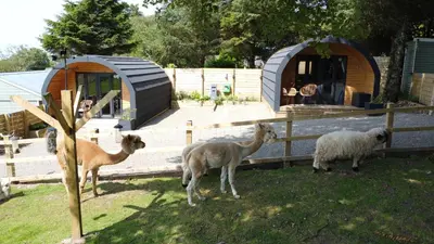 a group of sheep standing next to a fence at little peru luxury pods and alpaca farm in Crosshill
