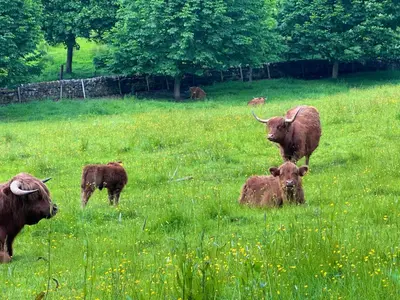 a group of cows standing and laying in a field at The Orchard Suite in Dalserf